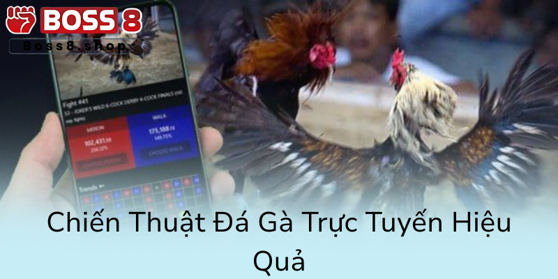 Đá Đà Thomo - Cuộc Chơi Đỉnh Cao Tại Nhà Cái Boss8 và Ưu Điểm Vượt Trội 2 Chien Thuat Da Ga Truc Tuyen Hieu Qua0