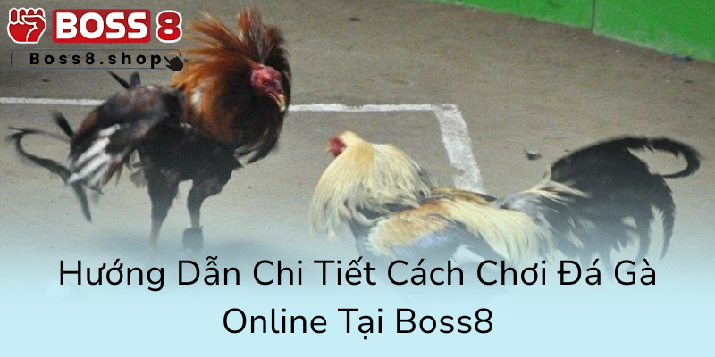 Soi Kèo Đá Gà Boss8 - Bí Kíp Chiến Thắng Không Phải Ai Cũng Biết 3 Huong Dan Chi Tiet Cach Choi Da Ga Online Tai Boss80