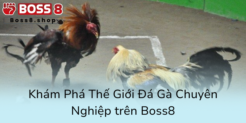 Mẹo Chơi Đá Gà - Bí Quyết Chiến Thắng Nhà Cái Boss8 Trong Từng Trận Đấu 1 Kham Pha The Gioi Da Ga Chuyen Nghiep Tren Boss80
