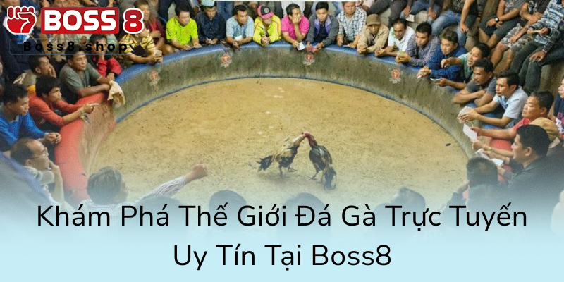 Soi Kèo Đá Gà Boss8 - Bí Kíp Chiến Thắng Không Phải Ai Cũng Biết 1 Kham Pha The Gioi Da Ga Truc Tuyen Uy Tin Tai Boss80