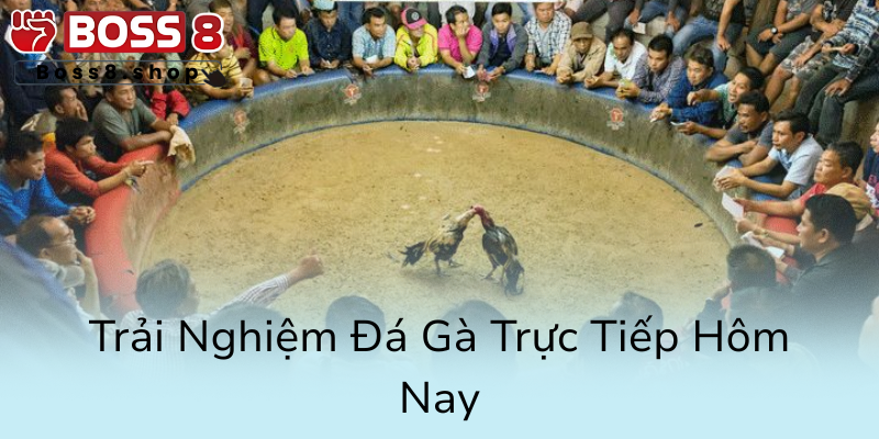 Khám Phá Sân Chơi Đá Gà Boss8 - Nhà Cái Hàng Đầu Trong Làng Cá Cược 3 Trai Nghiem Da Ga Truc Tiep Hom Nay0